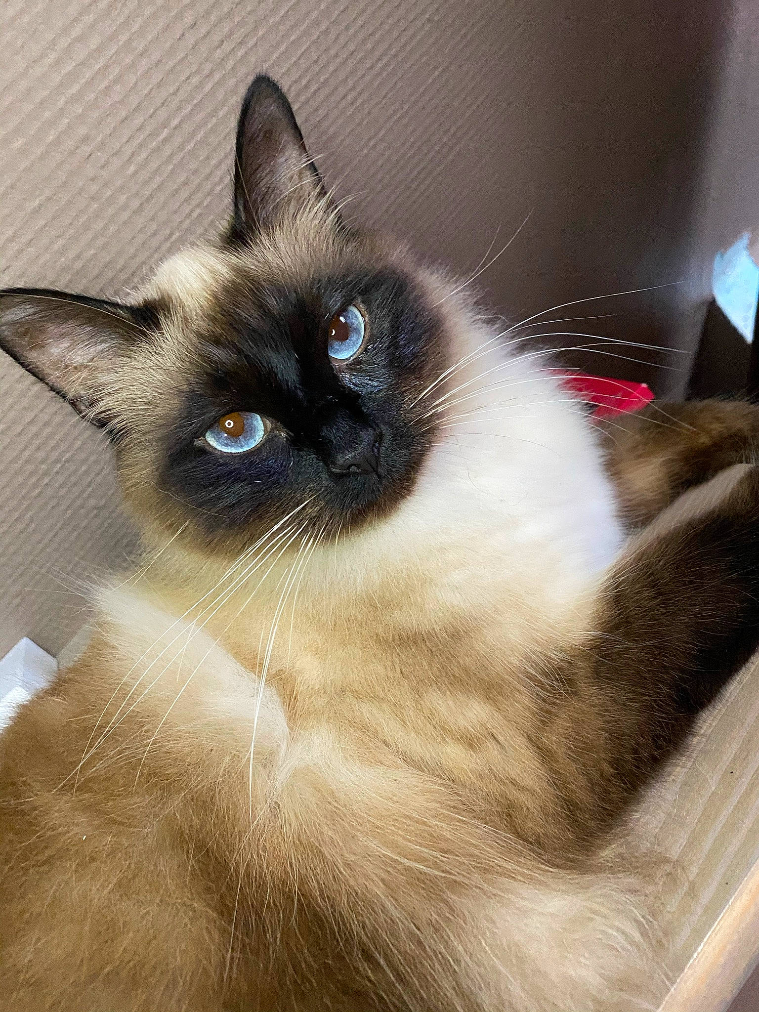 Rourou a rejoint le concours — aidez-le/la à gagner de superbes lots ! balinese, birman, carnivore, cat, close_up, fawn, felidae, flooring, fur, iris, siamese, small_to_medium_sized_cats, snout, terrestrial_animal, thai, whiskers