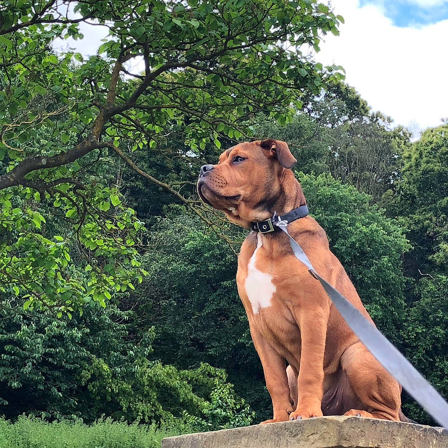 Hooch joined the competition — help win amazing prizes! alano_espanol, american_pit_bull_terrier, american_staffordshire_terrier, canidae, carnivore, dog, dog_breed, fawn, guard_dog, mammal, non_sporting_group, pit_bull, plant, sporting_group, tosa, vertebrate