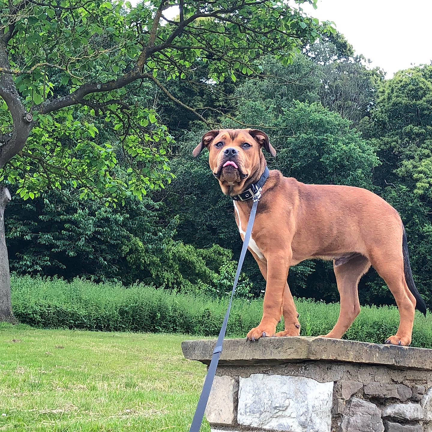 Hooch is registered to the contest to win money with this photo: africanis, black_mouth_cur, boerboel, broholmer, canidae, carnivore, dog, dog_breed, fawn, fila_brasileiro, guard_dog, hound, mammal, muscle, rhodesian_ridgeback, tosa, tree, vertebrate, working_dog