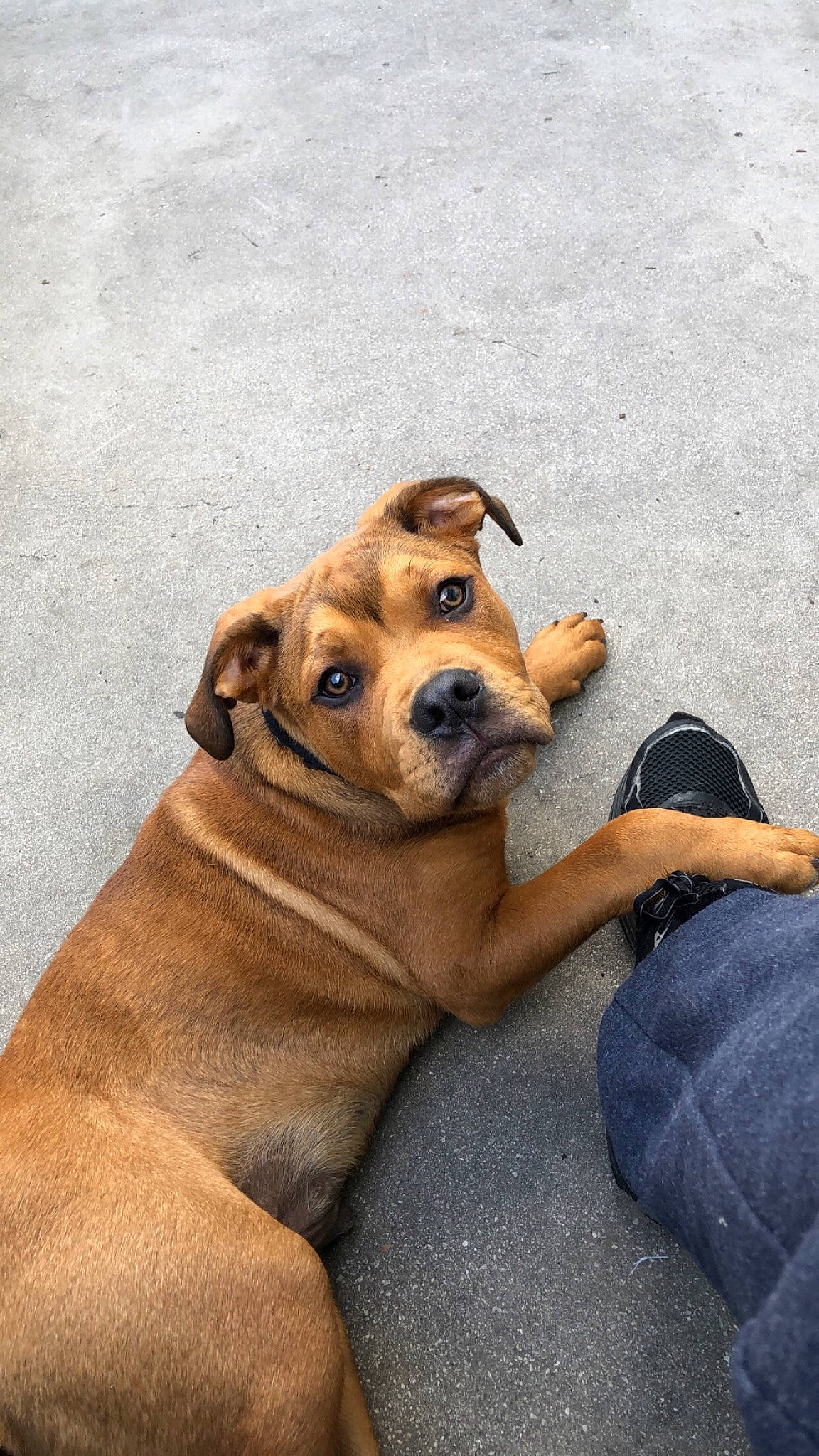 Hooch is registered to the contest to win money with this photo: black_mouth_cur, boerboel, canidae, carnivore, companion_dog, dog, dog_breed, fawn, mammal, perro_de_presa_mallorquin, potcake_dog, puppy, puppy_love, rare_breed_dog, rhodesian_ridgeback, skin, snout, sporting_group, street_dog, vertebrate