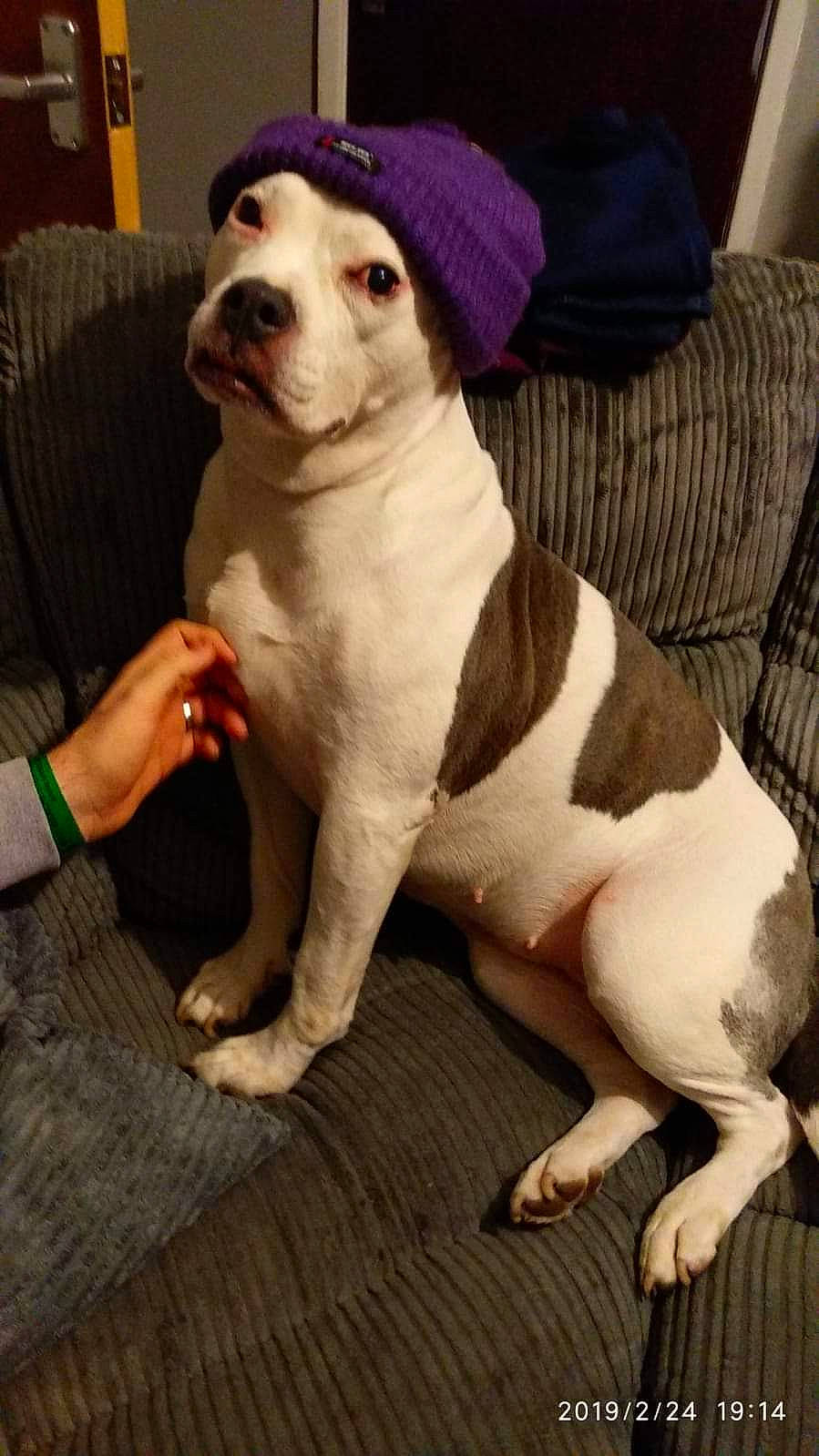 Brooke joined the competition — help win amazing prizes! american_bulldog, american_pit_bull_terrier, american_staffordshire_terrier, bull_and_terrier, canidae, carnivore, companion_dog, dog, dog_breed, dogo_argentino, english_white_terrier, fawn, mammal, non_sporting_group, nose, old_english_terrier, pit_bull, rare_breed_dog, staffordshire_bull_terrier, vertebrate