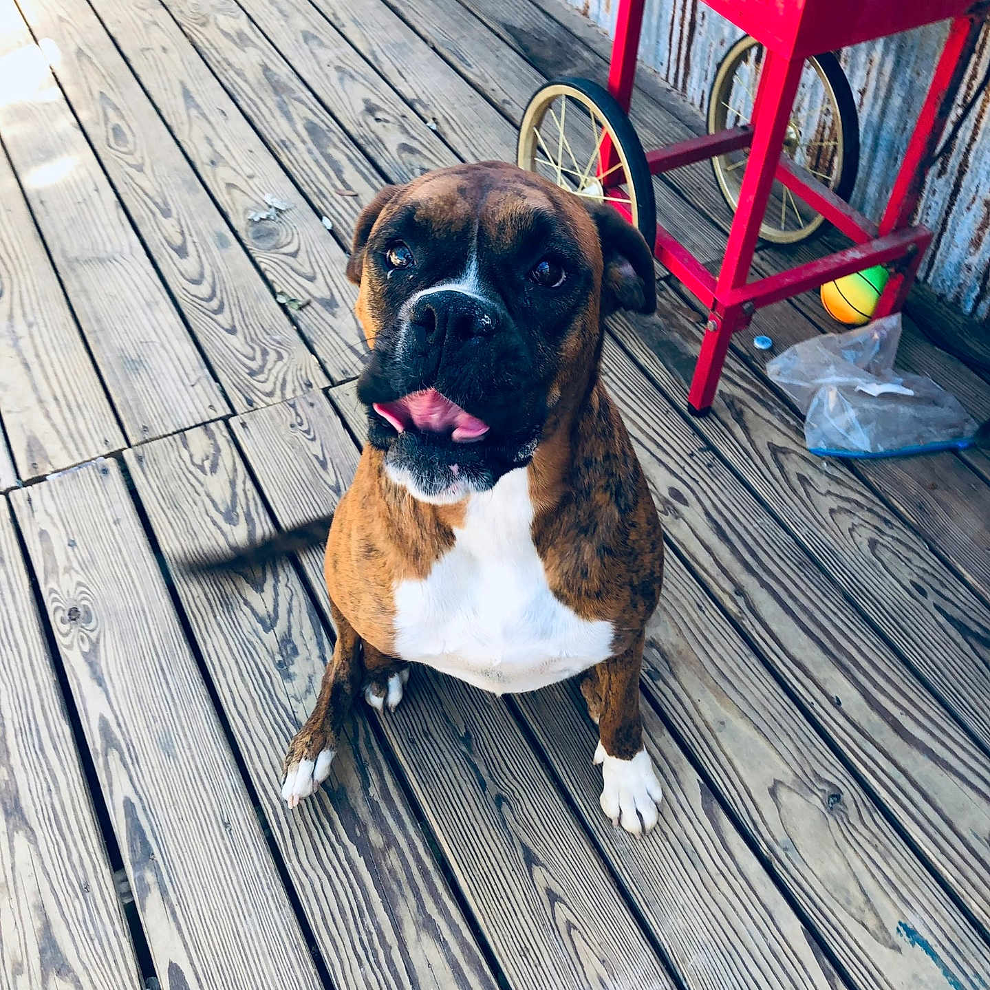 Dixie
