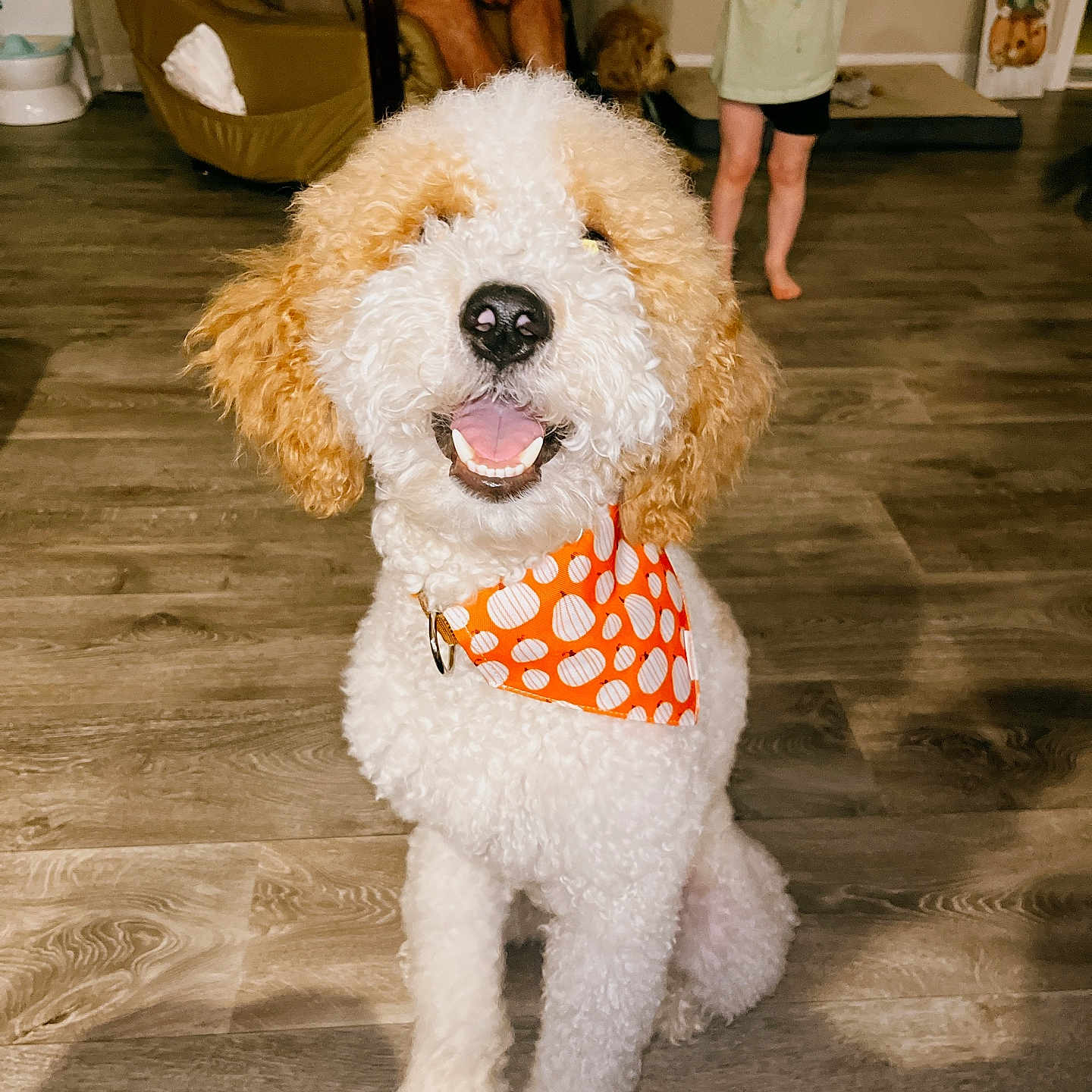 Gator is registered to the contest to win money with this photo: accessories, animal, baby, bag, canine, child, dog, electronics, face, female, girl, handbag, hardwood, mobilephone, person, pet, phone, poodle, wood, wristwatch