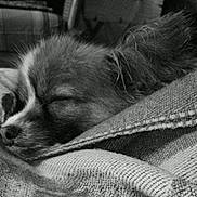 Néo a rejoint le concours — aidez-le/la à gagner de superbes lots ! animal, black_and_white, blanket, calm, close_up, cozy, cute, dog, ear, face, fur, indoors, peaceful, pet, portrait, resting, sleeping, small_dog, snout, texture