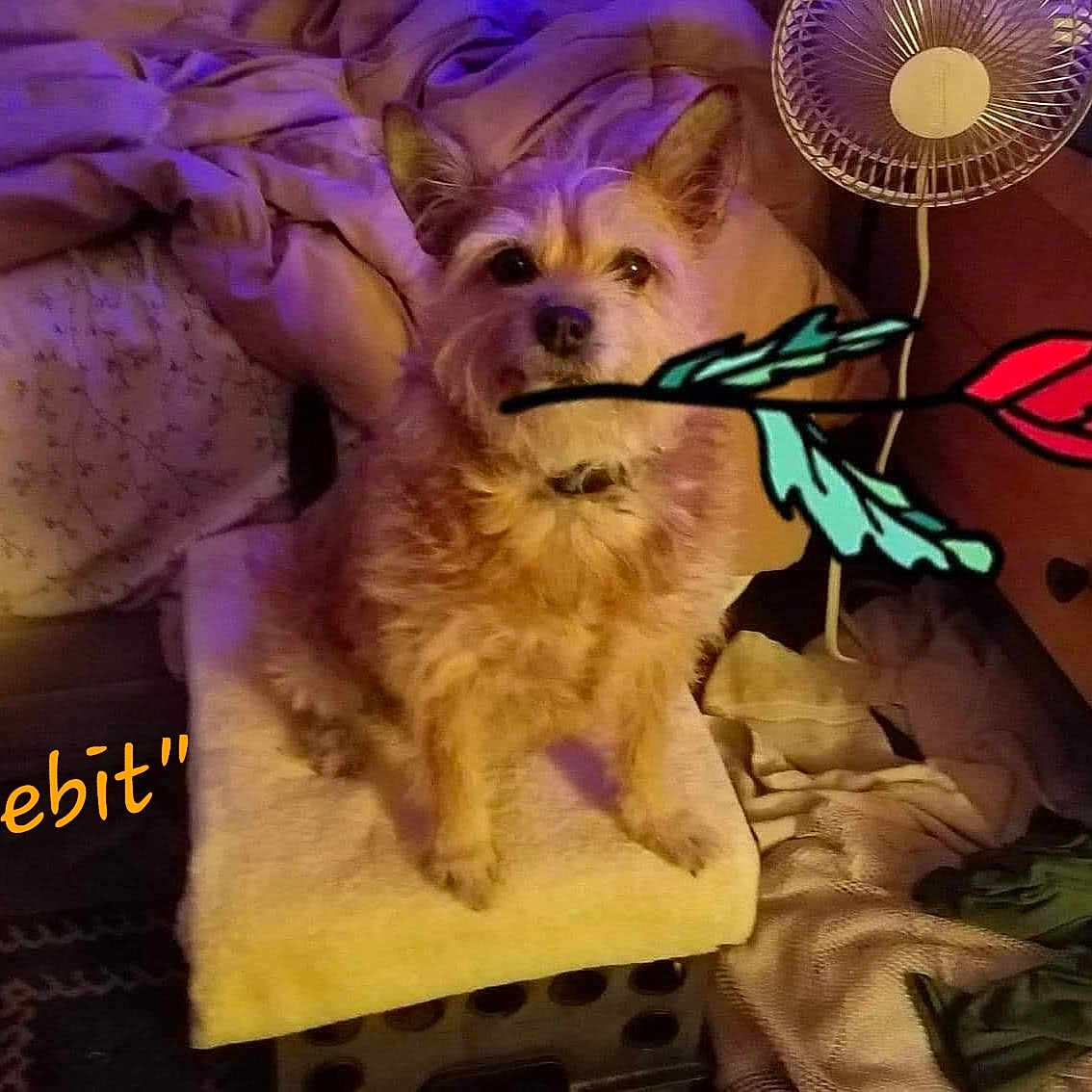 Littlebit