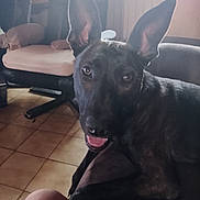 Aïka participe au concours pour gagner de l'argent avec cette photo : dog, indoor, pet, animal, floor, chair, window, tile_floor, ear, tongue, happy, looking_at_camera, furniture, home, seat, shadow, black_dog, tongue_out, closeup, domestic_animal