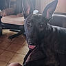 Aïka participe au concours pour gagner de l'argent avec cette photo : animal, black_dog, chair, closeup, dog, domestic_animal, ear, floor, furniture, happy, home, indoor, looking_at_camera, pet, seat, shadow, tile_floor, tongue, tongue_out, window