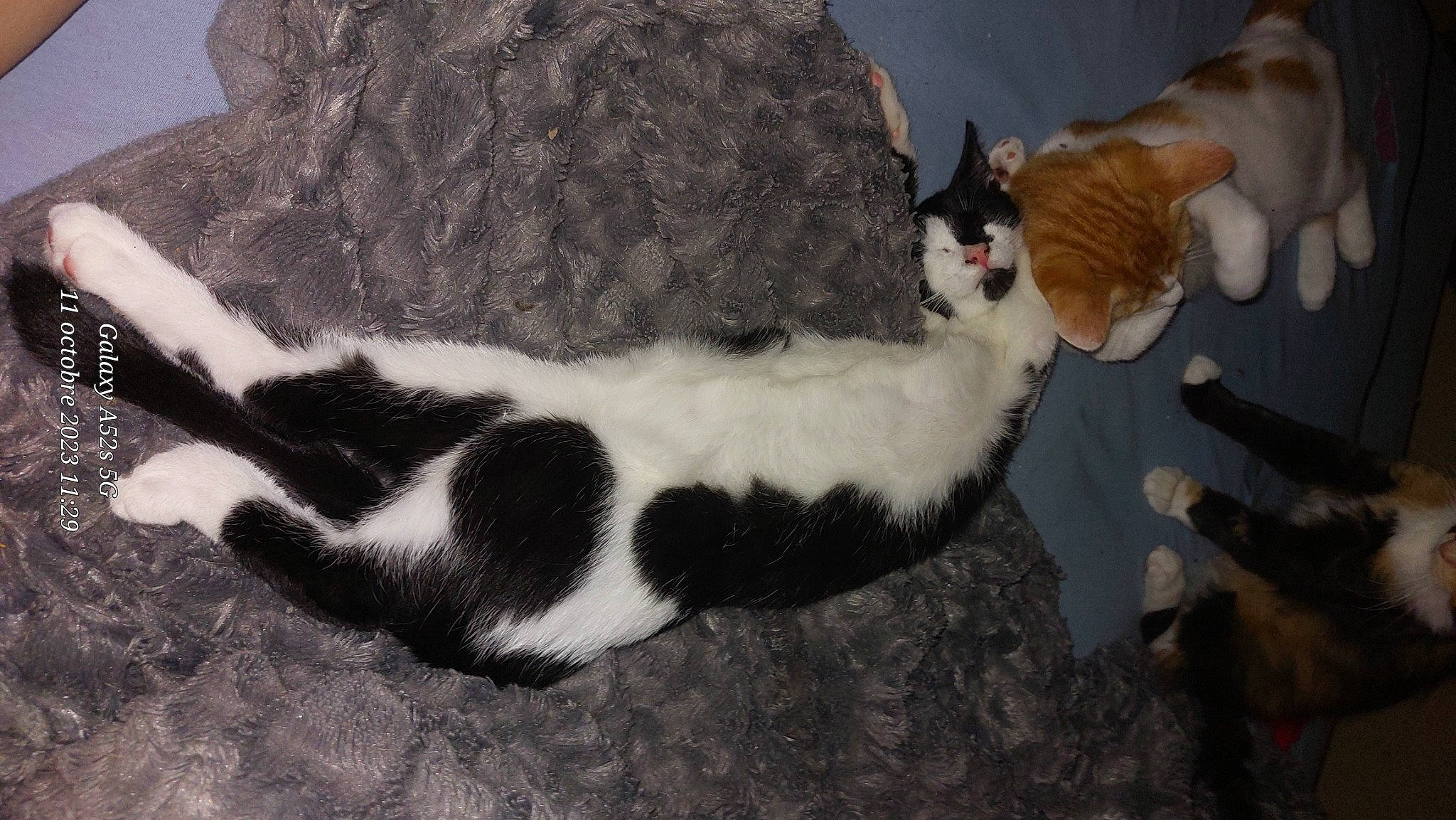 Crapule a rejoint le concours — aidez-le/la à gagner de superbes lots ! carnivore, cat, cat_supply, comfort, domestic_short_haired_cat, felidae, flooring, fur, pattern, paw, small_to_medium_sized_cats, snout, tail, terrestrial_animal, tree, whiskers