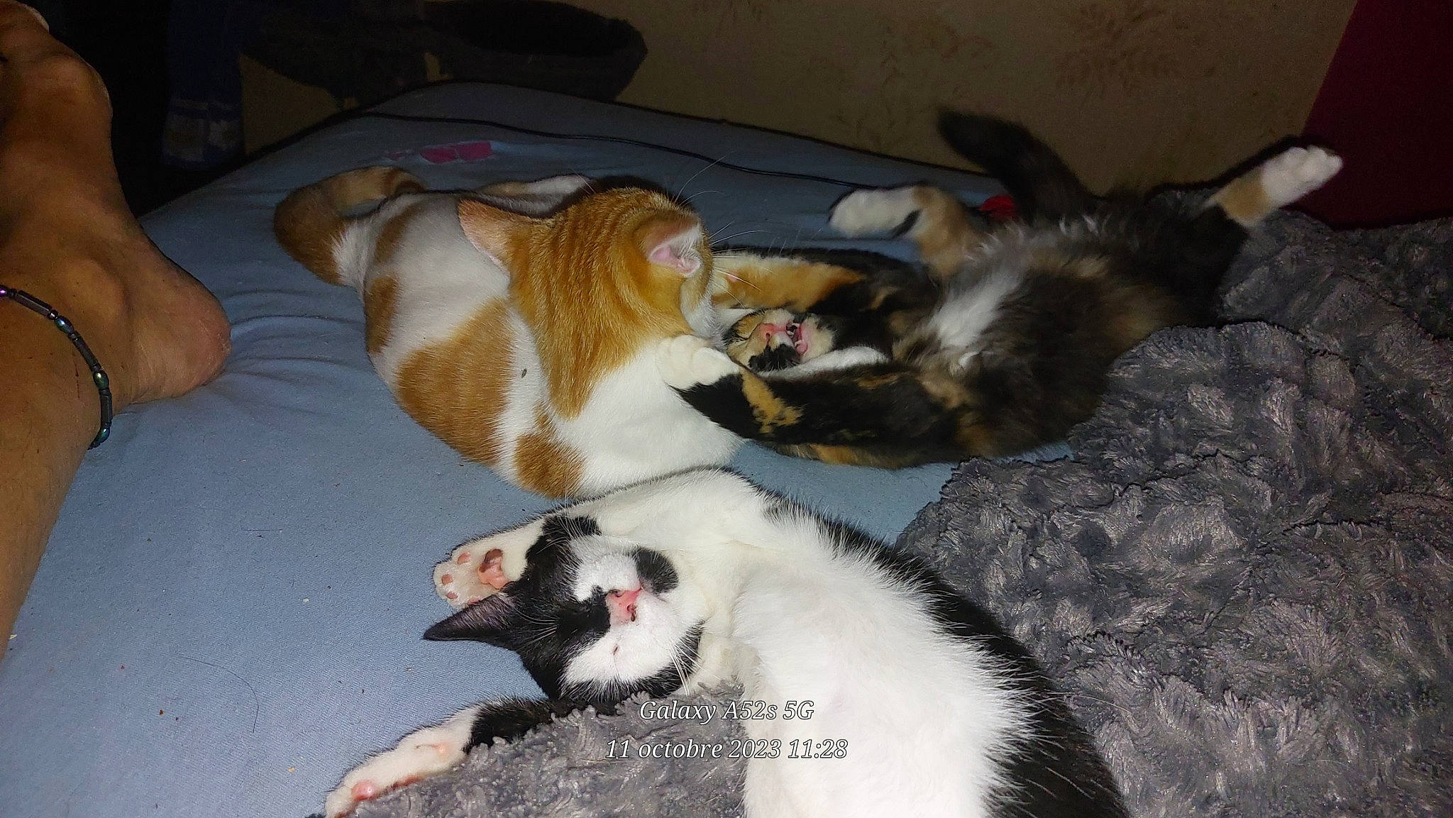 Crapule participe au concours pour gagner de l'argent avec cette photo : canidae, carnivore, cat, cat_supply, claw, comfort, companion_dog, dog_breed, domestic_short_haired_cat, event, fang, felidae, fur, paw, small_to_medium_sized_cats, sporting_group, tail, whiskers