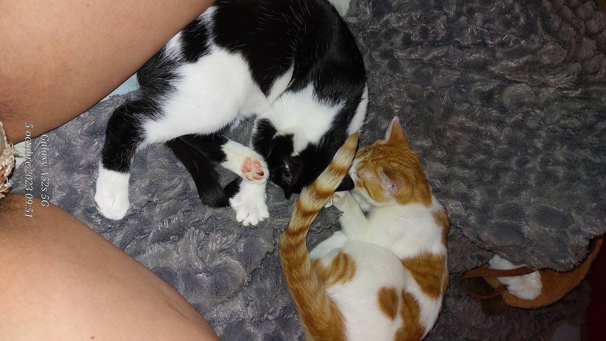 Crapule participe au concours pour gagner de l'argent avec cette photo : canidae, carnivore, cat, claw, comfort, companion_dog, dog_breed, domestic_short_haired_cat, fawn, felidae, fur, lap, mammal, paw, small_to_medium_sized_cats, sporting_group, tail, vertebrate, whiskers, wood