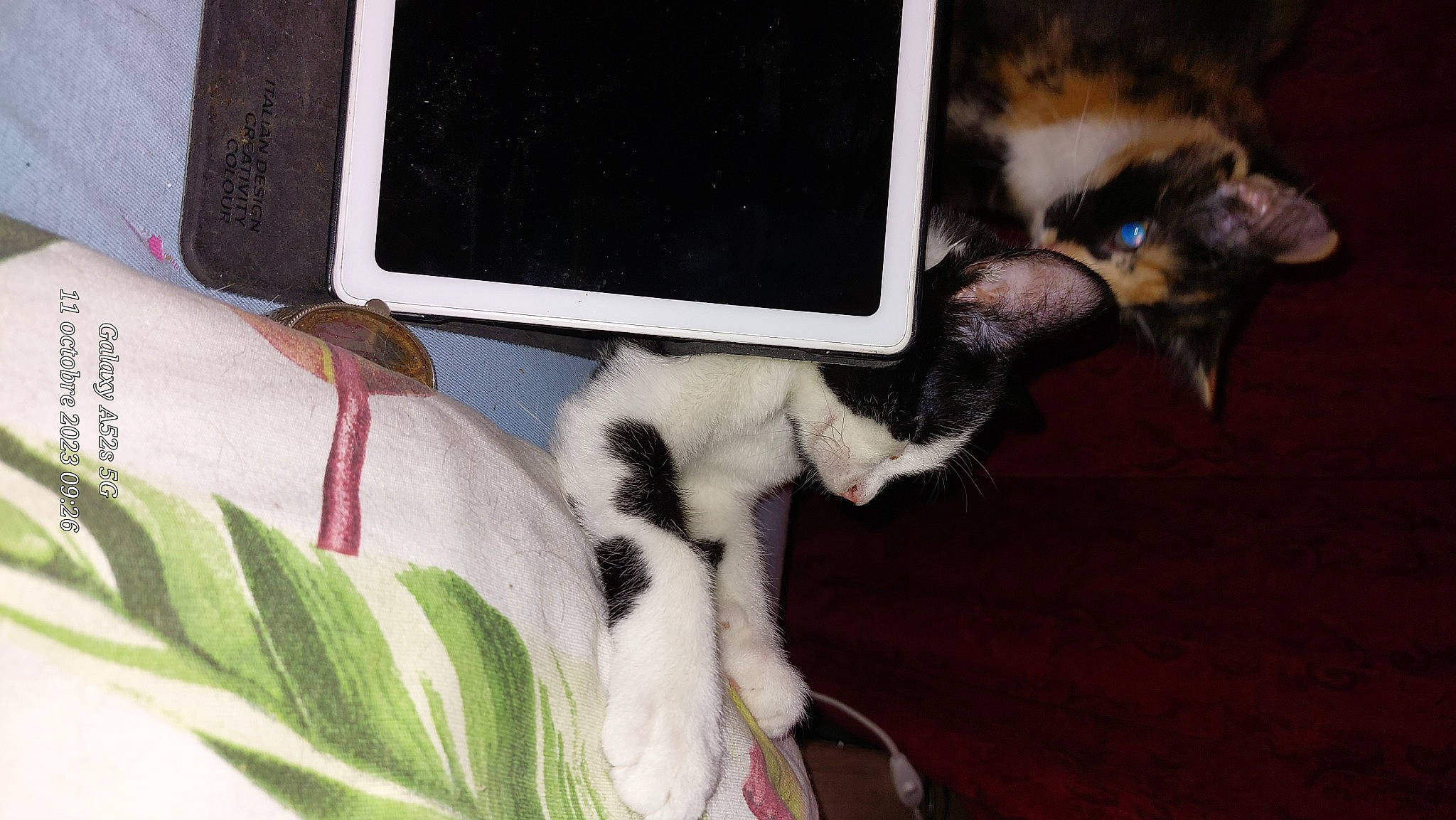 Crapule a rejoint le concours — aidez-le/la à gagner de superbes lots ! audio_equipment, canidae, carnivore, comfort, companion_dog, couch, display_device, dog_breed, felidae, fur, gadget, multimedia, output_device, paw, plant, room, small_to_medium_sized_cats, tail, terrestrial_plant, whiskers