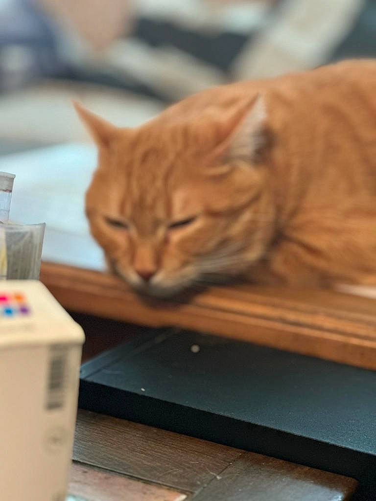 Bisous participe au concours pour gagner de l'argent avec cette photo : box, cardboard, carnivore, carton, cat, comfort, domestic_short_haired_cat, fawn, felidae, fur, hardwood, paper_product, plant, sitting, small_to_medium_sized_cats, snout, table, tail, whiskers, wood