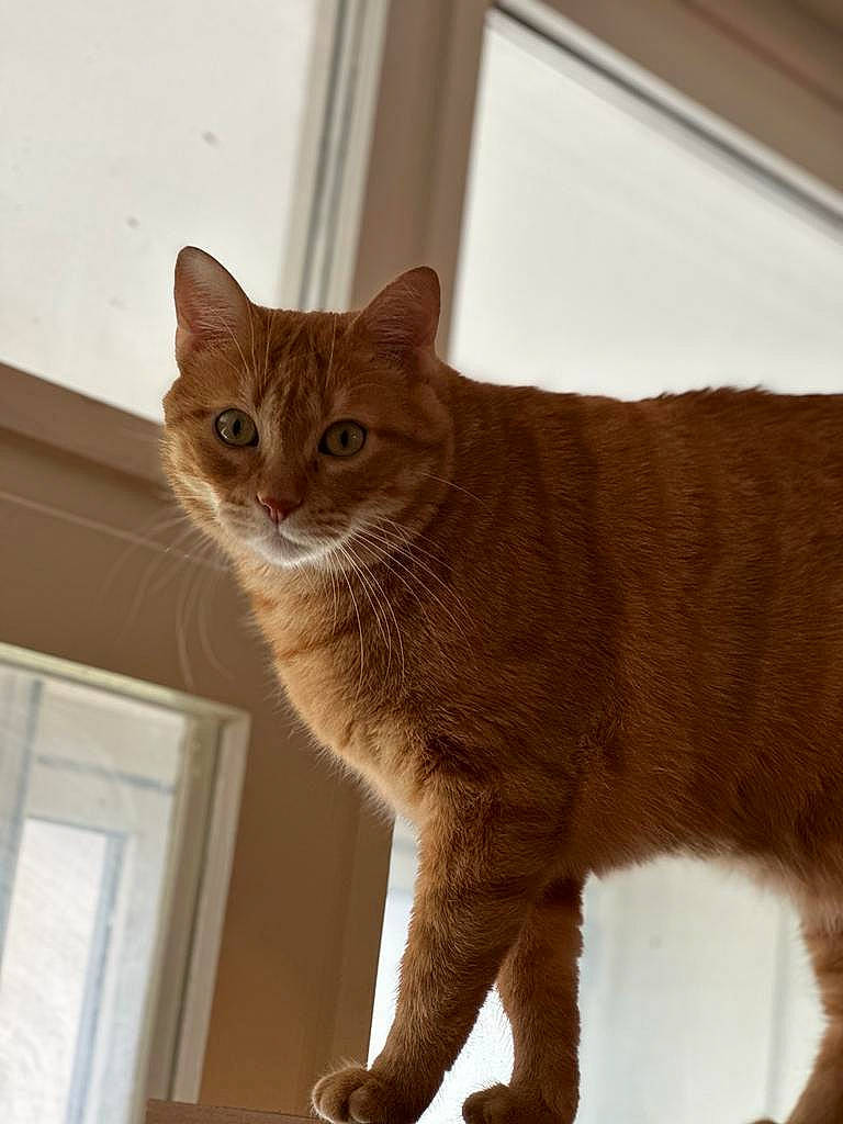 Bisous participe au concours pour gagner de l'argent avec cette photo : carnivore, cat, claw, domestic_short_haired_cat, eye, fawn, felidae, fur, paw, sitting, small_to_medium_sized_cats, snout, tail, terrestrial_animal, whiskers, window, wood