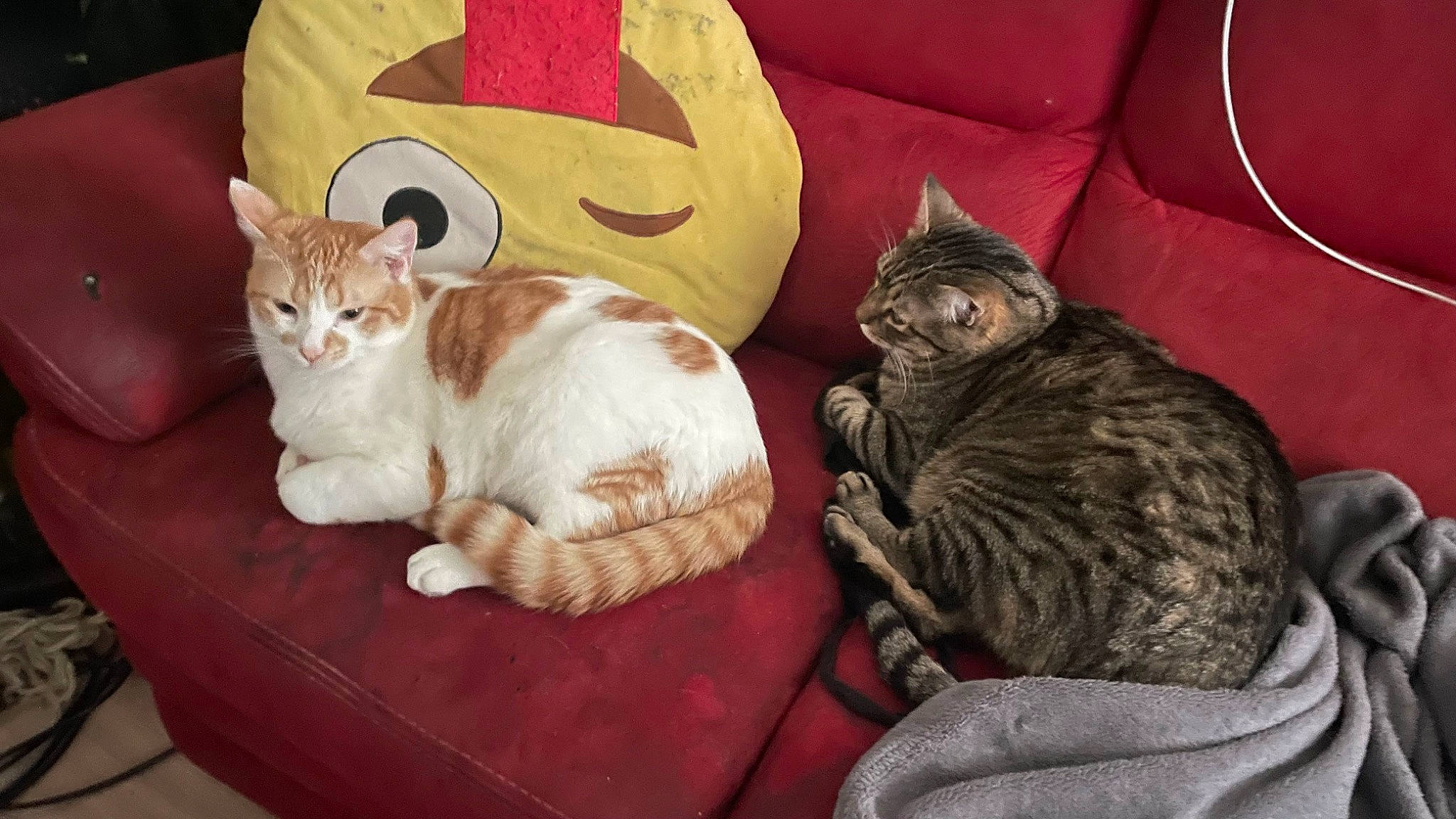 Simba participe au concours pour gagner de l'argent avec cette photo : bedding, carnivore, cat, cat_bed, cat_supply, comfort, couch, domestic_short_haired_cat, felidae, fur, linens, mammal, nap, paw, room, small_to_medium_sized_cats, tail, tree, vertebrate, whiskers