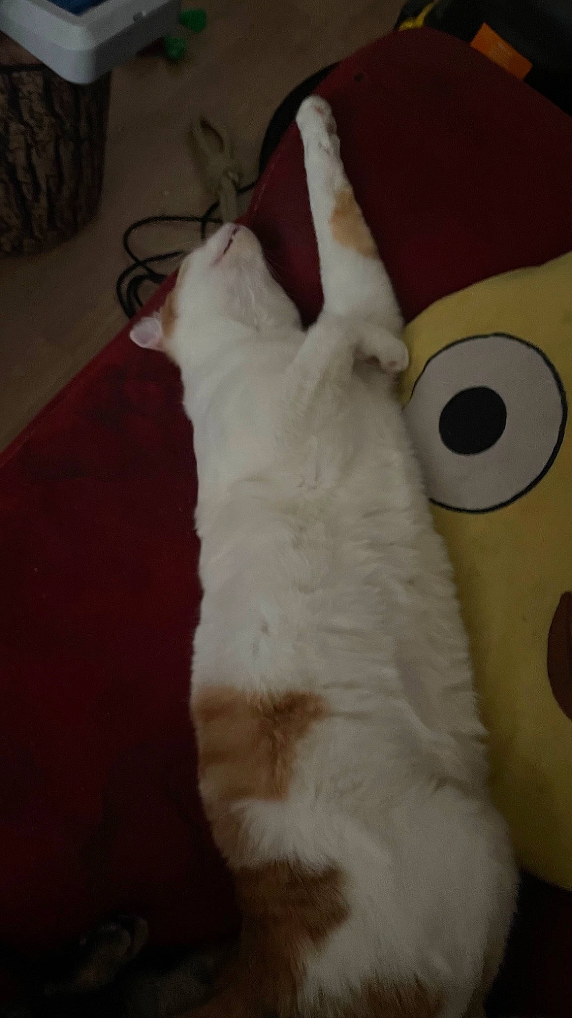 Simba a rejoint le concours — aidez-le/la à gagner de superbes lots ! carnivore, cat, comfort, companion_dog, dog_breed, domestic_short_haired_cat, fawn, felidae, flooring, foot, fur, hardwood, linens, paw, room, small_to_medium_sized_cats, snout, tail, whiskers, wood