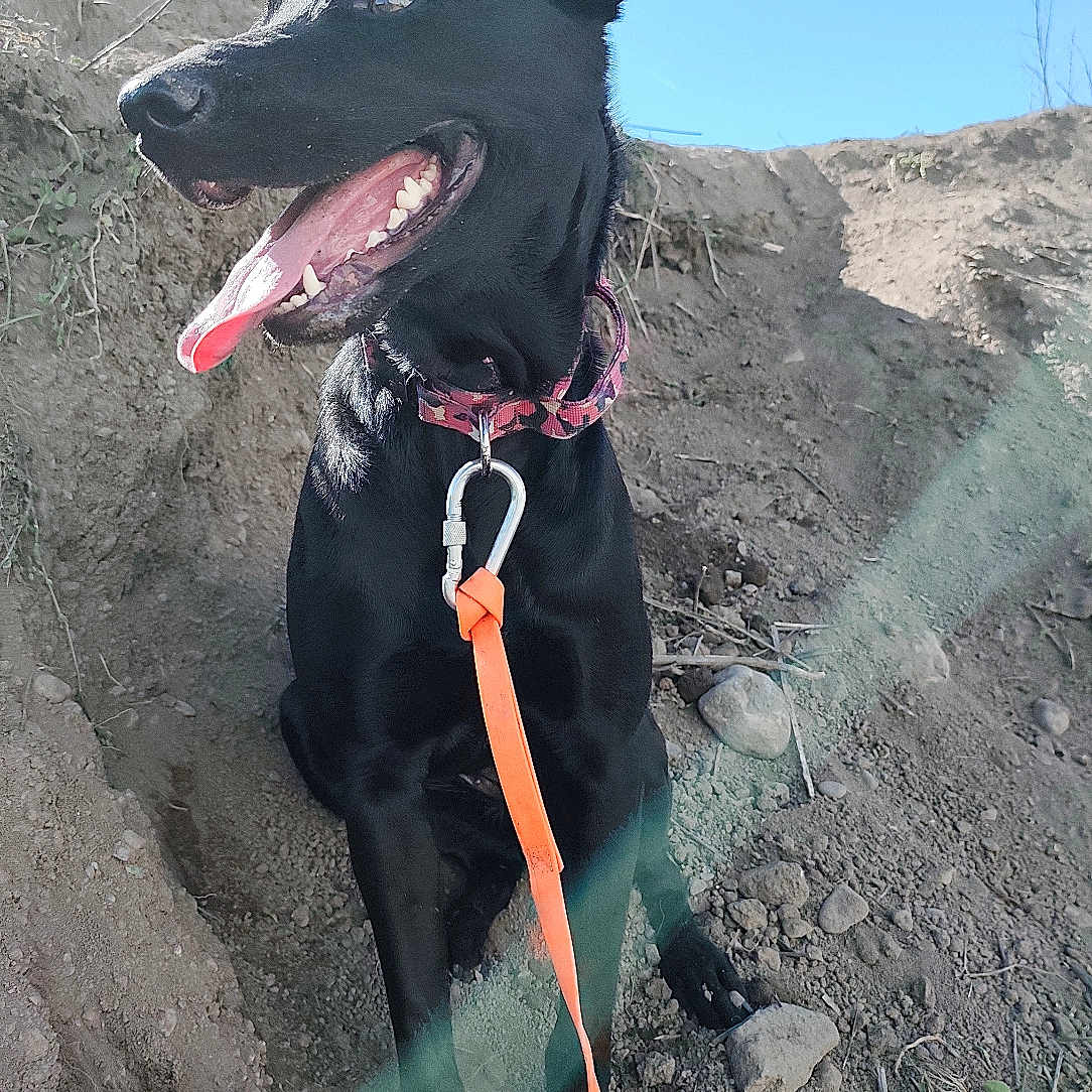 Shandy a rejoint le concours — aidez-le/la à gagner de superbes lots ! adventure, animal, black_dog, canine, collar, daytime, dirt, dog, ears_up, happy, hill, leash, nature, outdoor, pet, playful, sitting, sky, sunny, tongue