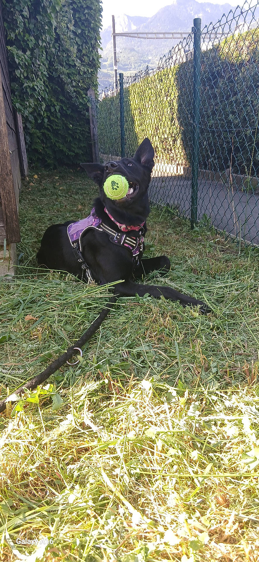 Shandy a rejoint le concours — aidez-le/la à gagner de superbes lots ! animal, backyard, ball, canine, dog, face, fence, grass, green, nature, outdoors, pet, plant, puppy, sport, tennis, tennisball, tree, vegetation, yard