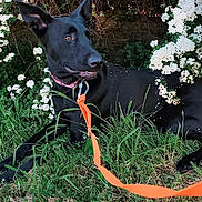 Shandy participe au concours pour gagner de l'argent avec cette photo : animal, black_dog, canine, collar, daylight, dog, flower_bush, garden, grass, greenery, leash, lying_down, nature, orange_leash, outdoor, pet, plant, resting, summer, white_flowers