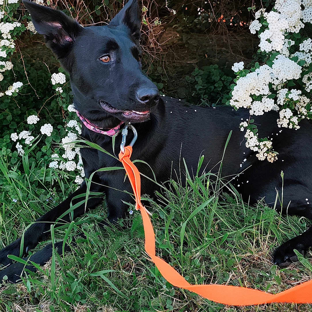Shandy participe au concours pour gagner de l'argent avec cette photo : animal, black_dog, canine, collar, daylight, dog, flower_bush, garden, grass, greenery, leash, lying_down, nature, orange_leash, outdoor, pet, plant, resting, summer, white_flowers