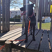 Shandy a rejoint le concours — aidez-le/la à gagner de superbes lots ! animal, black_dog, building, collar, daytime, dog, grass, leash, nature, outdoor, park, pet, play_structure, shadow, sky, sunlight, tongue_out, tree, wood, wooden_playground