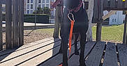 Shandy a rejoint le concours — aidez-le/la à gagner de superbes lots ! animal, black_dog, building, collar, daytime, dog, grass, leash, nature, outdoor, park, pet, play_structure, shadow, sky, sunlight, tongue_out, tree, wood, wooden_playground