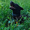 Shandy participe au concours pour gagner de l'argent avec cette photo : animal, black_dog, canine, clover, collar, daylight, dog, field, flora, grass, greenery, happy, nature, open_mouth, outdoor, pet, plants, summer, sunlight, tongue