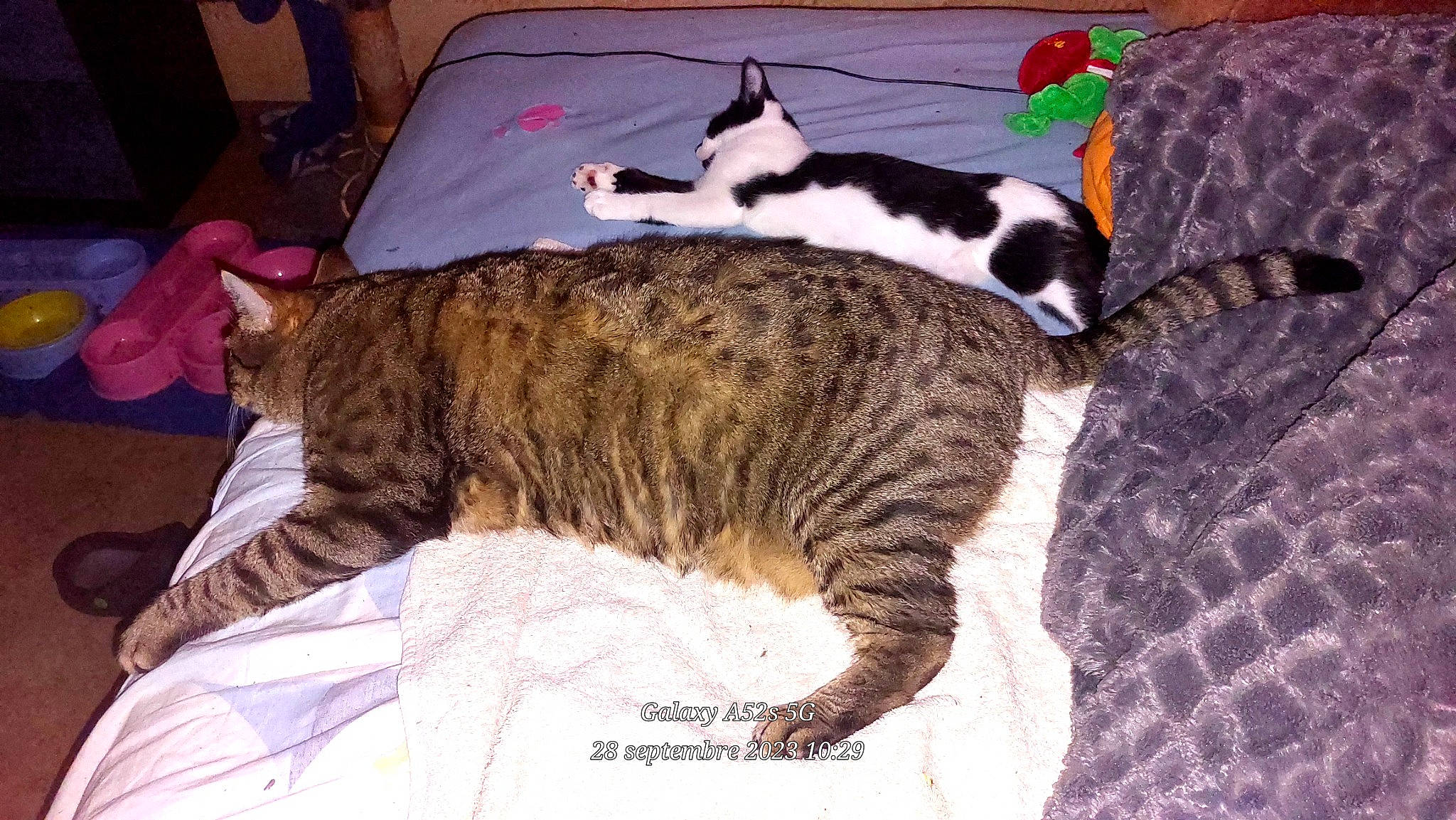 Dicky participe au concours pour gagner de l'argent avec cette photo : carnivore, cat, chair, claw, comfort, couch, domestic_short_haired_cat, felidae, fur, mammal, nap, paw, room, small_to_medium_sized_cats, snout, tail, terrestrial_animal, vertebrate, whiskers