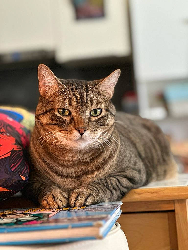 Dicky participe au concours pour gagner de l'argent avec cette photo : box, carnivore, cat, cat_supply, domestic_short_haired_cat, felidae, fur, sitting, small_to_medium_sized_cats, snout, whiskers, wood