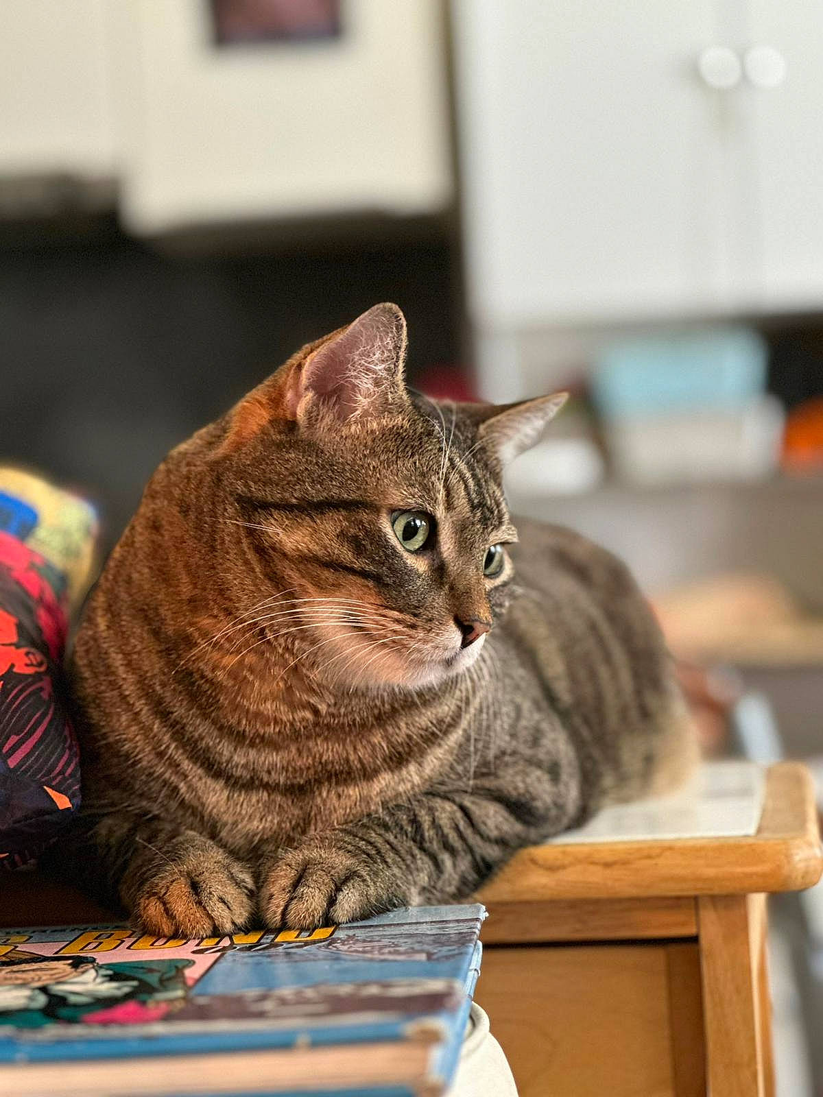 Dicky participe au concours pour gagner de l'argent avec cette photo : book, carnivore, cat, comfort, domestic_short_haired_cat, felidae, fur, sitting, small_to_medium_sized_cats, table, whiskers, window, wood