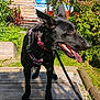 dog, black_dog, canine, pet, outdoor, sunlight, greenery, leash, harness, wooden_platform, grass, plants, trees, tongue_out, ears_up, daytime, shadow, construction, urban, nature