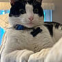 cat, tuxedo_cat, pet, close_up, whiskers, pink_nose, collar, name_tag, indoor, bed, cozy, paws, fur, portrait, wide_eyes, black_and_white, domestic_cat, mammal, curious, relaxed