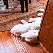 Charlee joined the competition — help win amazing prizes! dog, white_dog, sleeping, wooden_floor, rug, patterned_rug, wooden_furniture, cabinet, indoor, pet, nap, relaxation, cozy, flooring, domestic, animal, companion, resting, fur, quiet