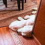 dog, white_dog, sleeping, wooden_floor, rug, patterned_rug, wooden_furniture, cabinet, indoor, pet, nap, relaxation, cozy, flooring, domestic, animal, companion, resting, fur, quiet