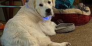 Charlee is registered to the contest to win money with this photo: dog, white_dog, carpet, pet_bed, plush_toys, indoor, wooden_chair, relaxed, looking_back, furry, long_tail, cozy, home, animal, pet, floor, resting, cute, companion, domestic