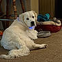dog, white_dog, carpet, pet_bed, plush_toys, indoor, wooden_chair, relaxed, looking_back, furry, long_tail, cozy, home, animal, pet, floor, resting, cute, companion, domestic