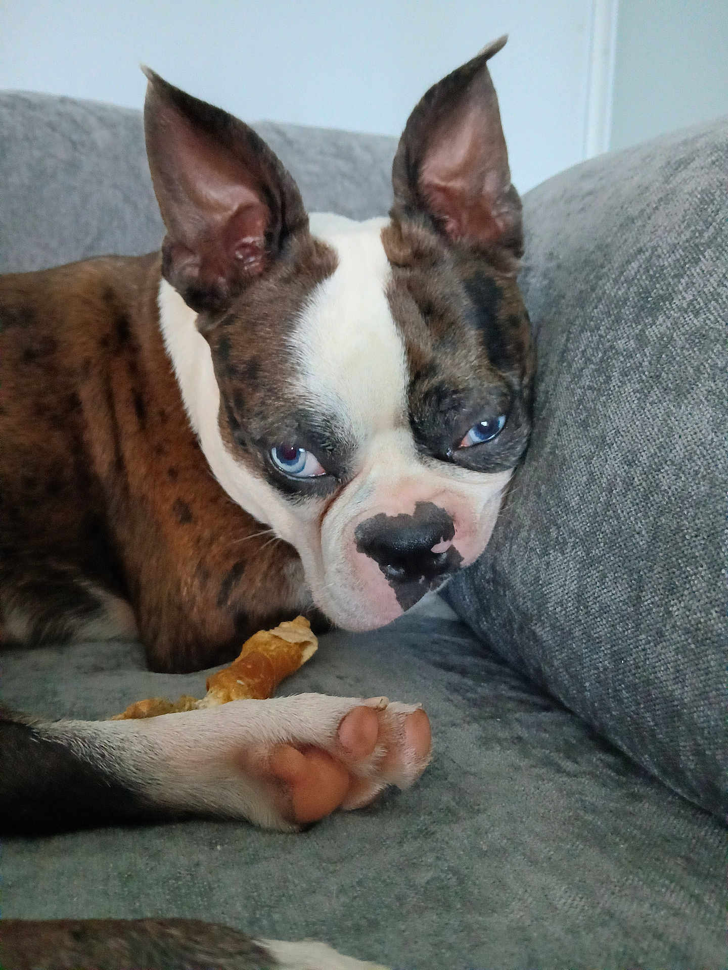 River joined the competition — help win amazing prizes! dog, brindle, blue_eyes, paw, couch, grey_couch, pet, indoor, resting, close_up, canine, fur, animal, companion, domestic, treat, cute, lying_down, head, expression