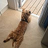 animal, brown_dog, carpet, companion, curious, curtain, dog, floor, fluffy, fur, home, indoor, laying_down, natural_light, open_door, pet, relaxed, resting, window, wooden_deck
