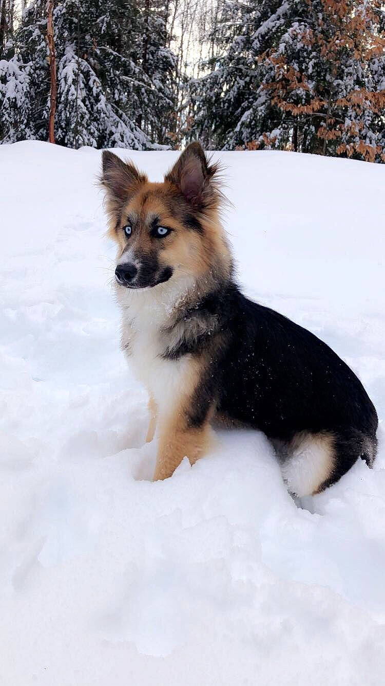 Kiwi is registered to the contest to win money with this photo: canidae, carnivore, companion_dog, dog, dog_breed, icelandic_sheepdog, lapponian_herder, mammal, puppy, rare_breed_dog, shetland_sheepdog, snow, vertebrate, winter