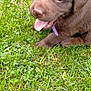 puppy, dog, chocolate_labrador, grass, outdoor, pet, young_dog, tongue_out, collar, cute, animal, playful, fur, nature, greenery, mammal, close_up, sitting, canine, adorable
