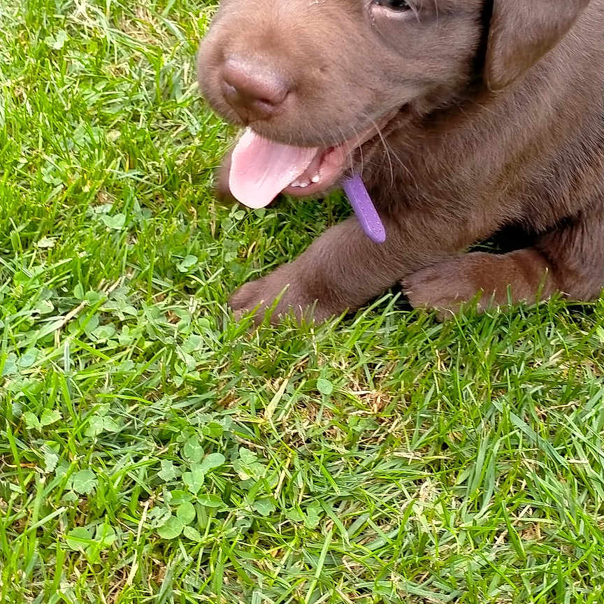 Aya a rejoint le concours — aidez-le/la à gagner de superbes lots ! adorable, animal, canine, chocolate_labrador, close_up, collar, cute, dog, fur, grass, greenery, mammal, nature, outdoor, pet, playful, puppy, sitting, tongue_out, young_dog