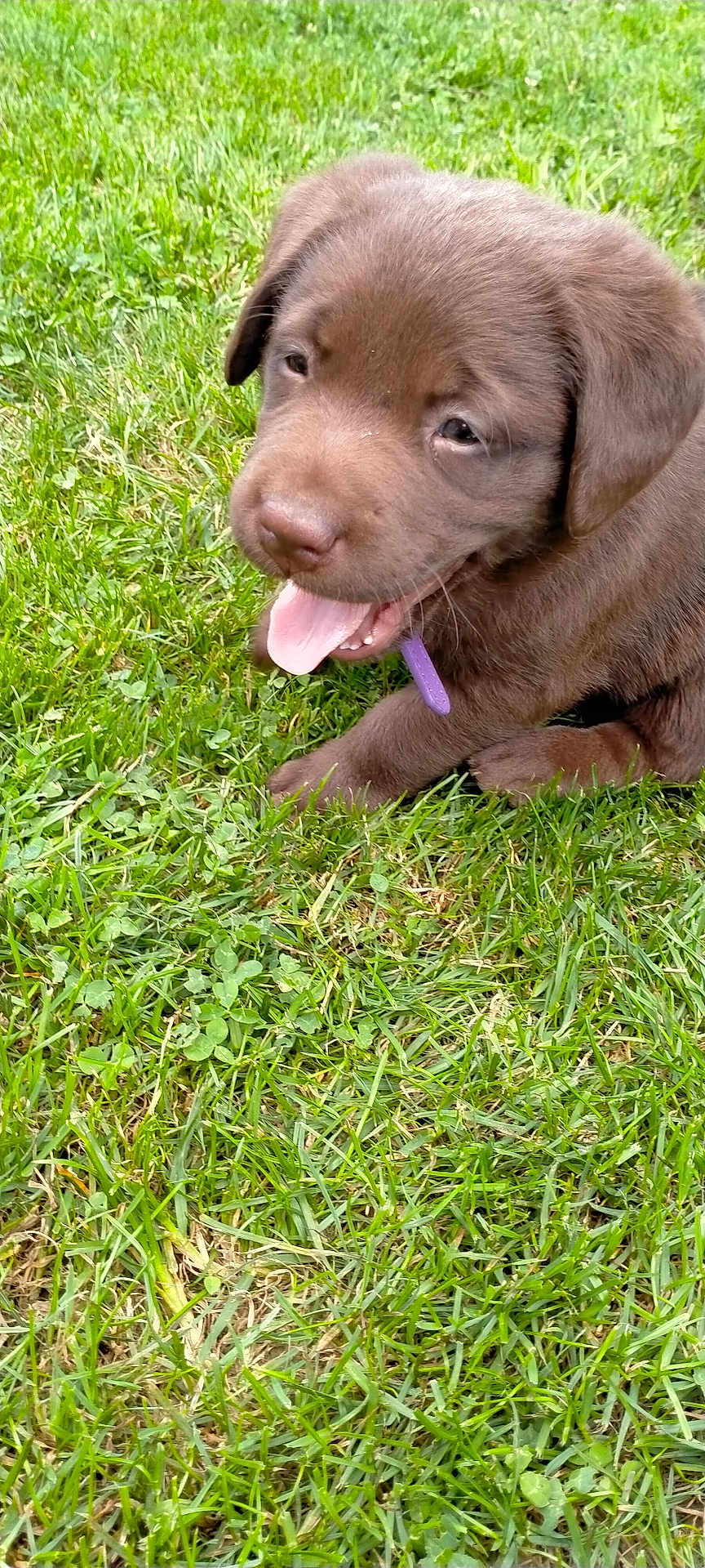 Aya a rejoint le concours — aidez-le/la à gagner de superbes lots ! puppy, dog, chocolate_labrador, grass, outdoor, pet, young_dog, tongue_out, collar, cute, animal, playful, fur, nature, greenery, mammal, close_up, sitting, canine, adorable