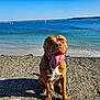 Oxo a rejoint le concours — aidez-le/la à gagner de superbes lots ! dog, beach, ocean, sunny, tongue_out, rocky_shore, sitting, happy, outdoor, water, waves, sky, nature, animal, pet, summer, daytime, shore, canine, relaxed