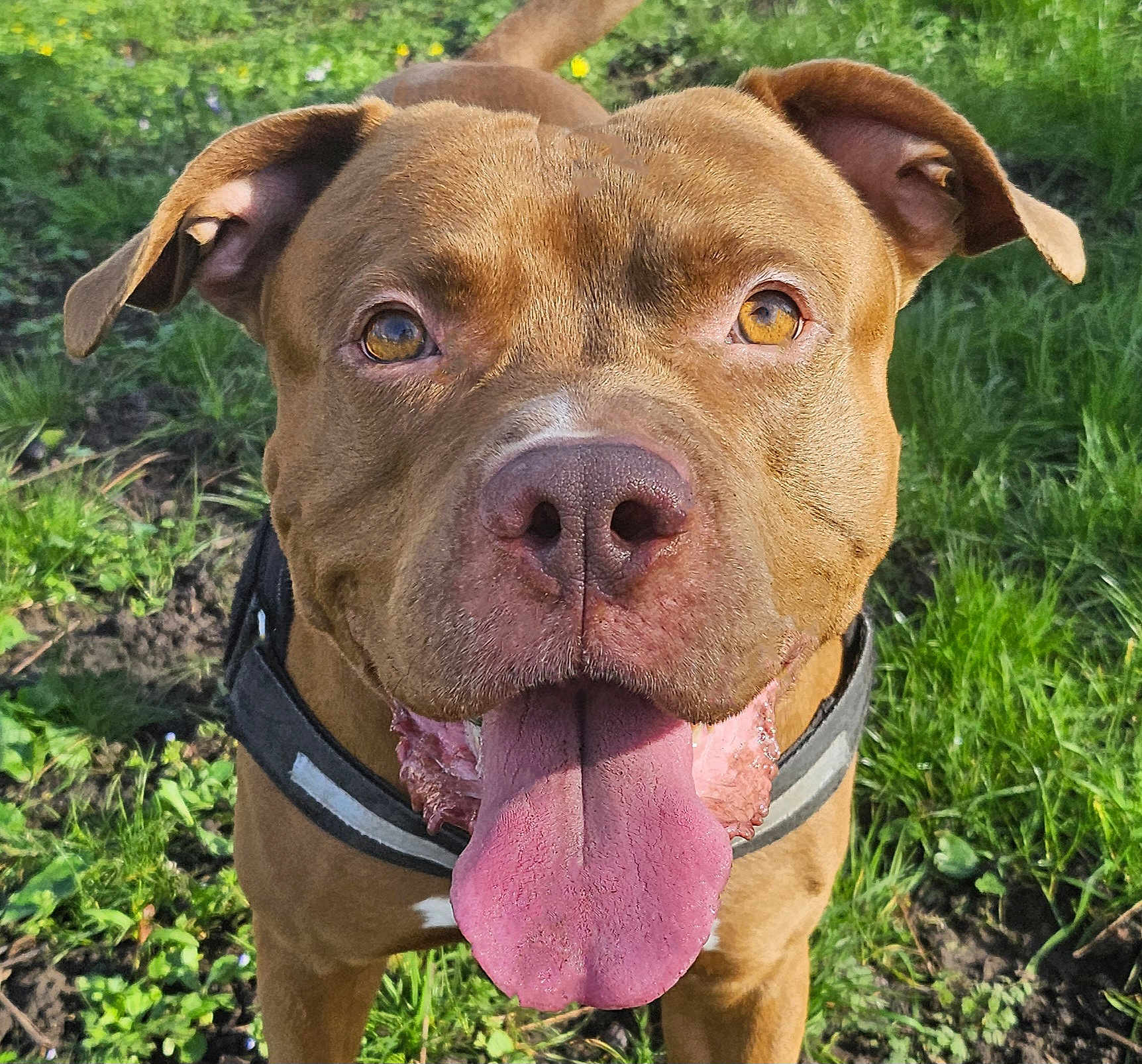 Oxo participe au concours pour gagner de l'argent avec cette photo : dog, brown_dog, panting, tongue_out, collar, outdoor, grass, greenery, pet, animal, close_up, happy, canine, nature, sunlight, ears, face, fur, muzzle, playful