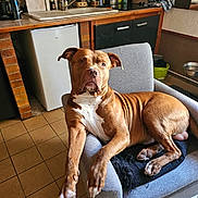 Oxo a rejoint le concours — aidez-le/la à gagner de superbes lots ! dog, brown_dog, white_paws, armchair, indoor, kitchen, tile_floor, sink, cabinet, refrigerator, blanket, pet, canine, relaxed, furniture, domestic, household, animal, looking_at_camera, resting