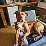 dog, brown_dog, white_paws, armchair, indoor, kitchen, tile_floor, sink, cabinet, refrigerator, blanket, pet, canine, relaxed, furniture, domestic, household, animal, looking_at_camera, resting