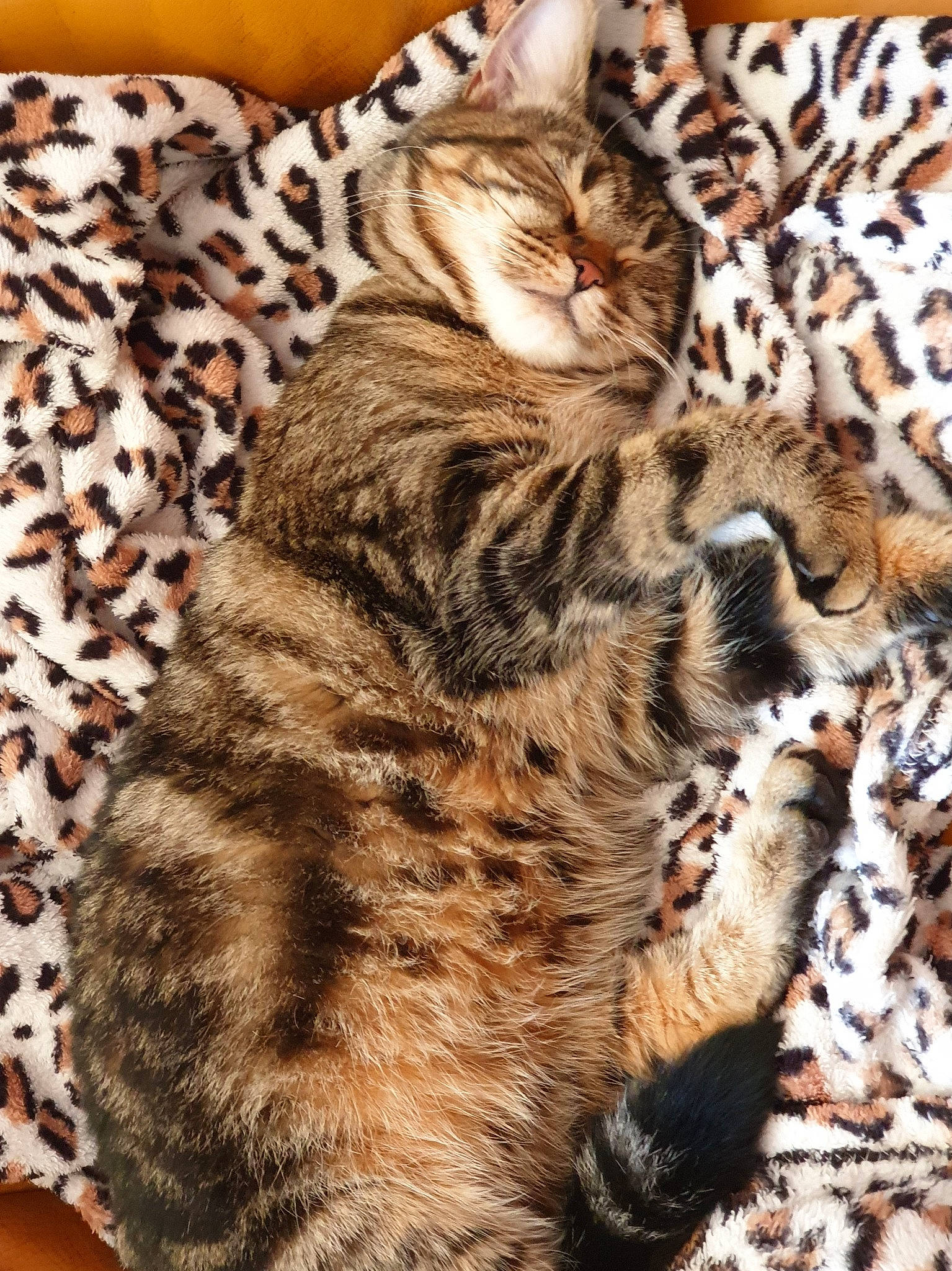 Pépette a rejoint le concours — aidez-le/la à gagner de superbes lots ! american_shorthair, asian, bengal, california_spangled, carnivore, cat, dragon_li, egyptian_mau, european_shorthair, felidae, fur, kitten, mammal, pixie_bob, small_to_medium_sized_cats, tabby_cat, toyger, vertebrate, whiskers, wild_cat