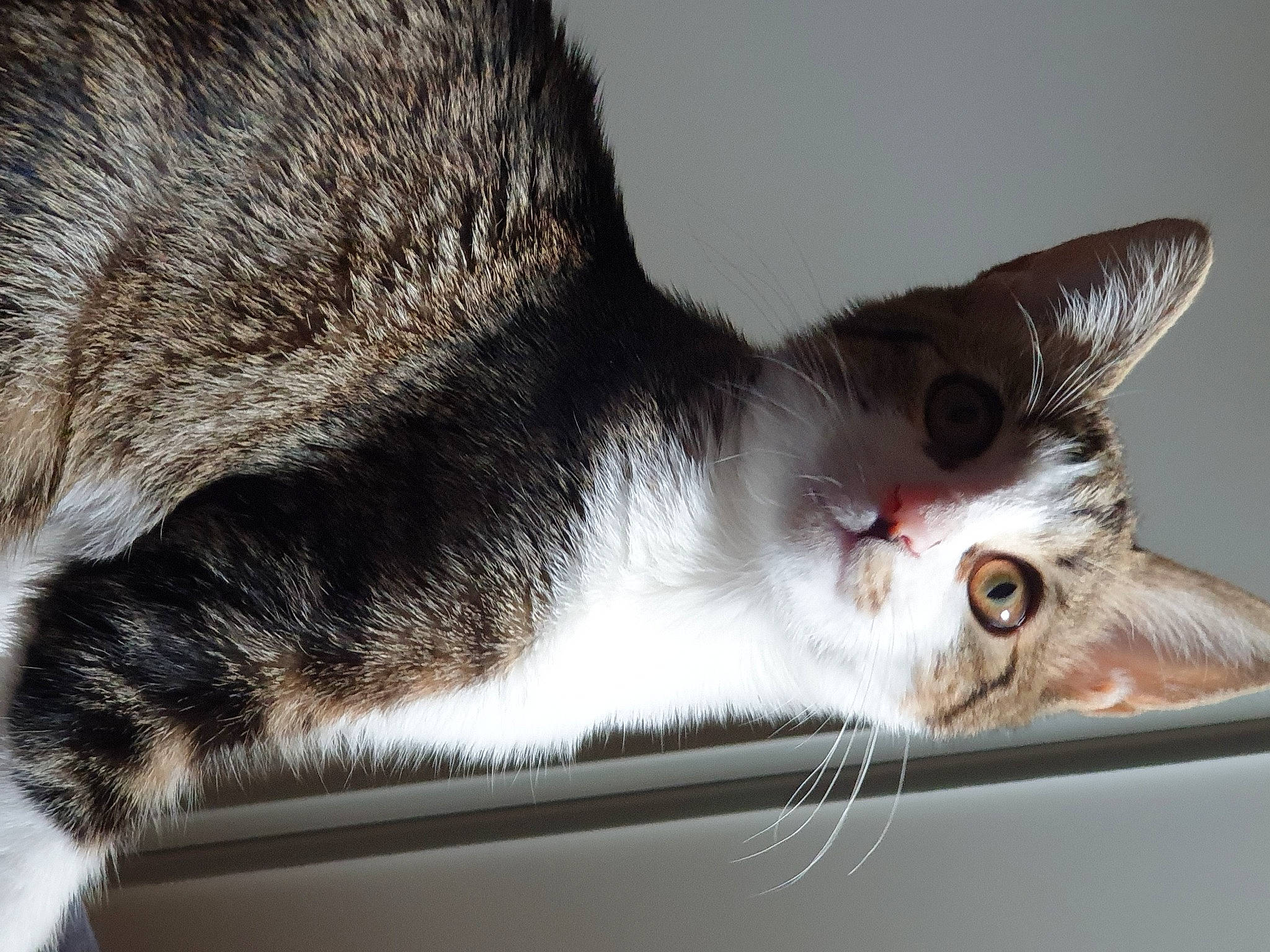 Pepette participe au concours pour gagner de l'argent avec cette photo : aegean_cat, american_wirehair, asian, carnivore, cat, close_up, domestic_short_haired_cat, dragon_li, ear, european_shorthair, eye, felidae, fur, kitten, mammal, polydactyl_cat, small_to_medium_sized_cats, snout, tabby_cat, whiskers