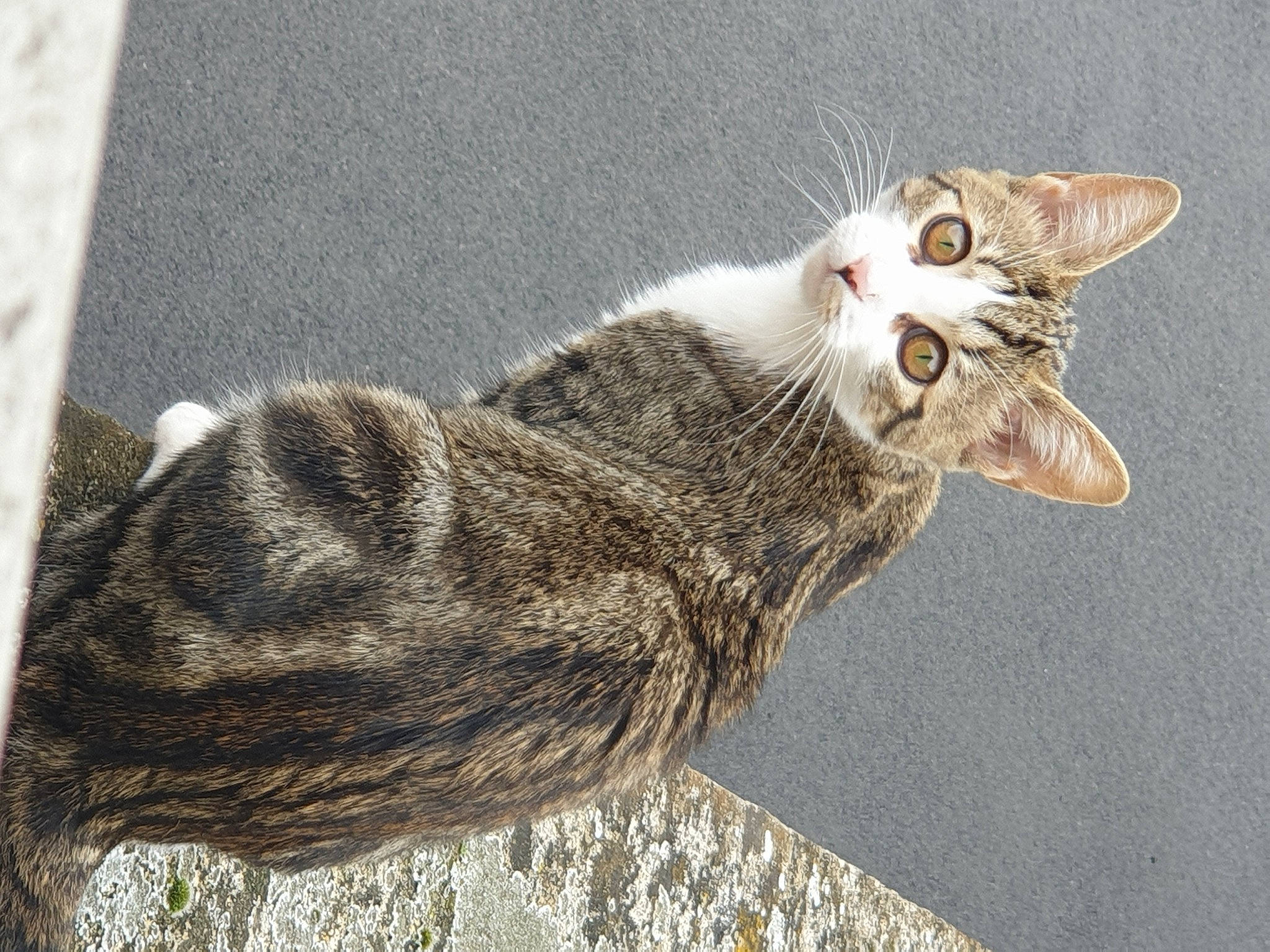 Pepette participe au concours pour gagner de l'argent avec cette photo : aegean_cat, american_wirehair, asian, carnivore, cat, domestic_short_haired_cat, dragon_li, european_shorthair, felidae, german_rex, kitten, oriental_longhair, oriental_shorthair, small_to_medium_sized_cats, tabby_cat, tail, whiskers