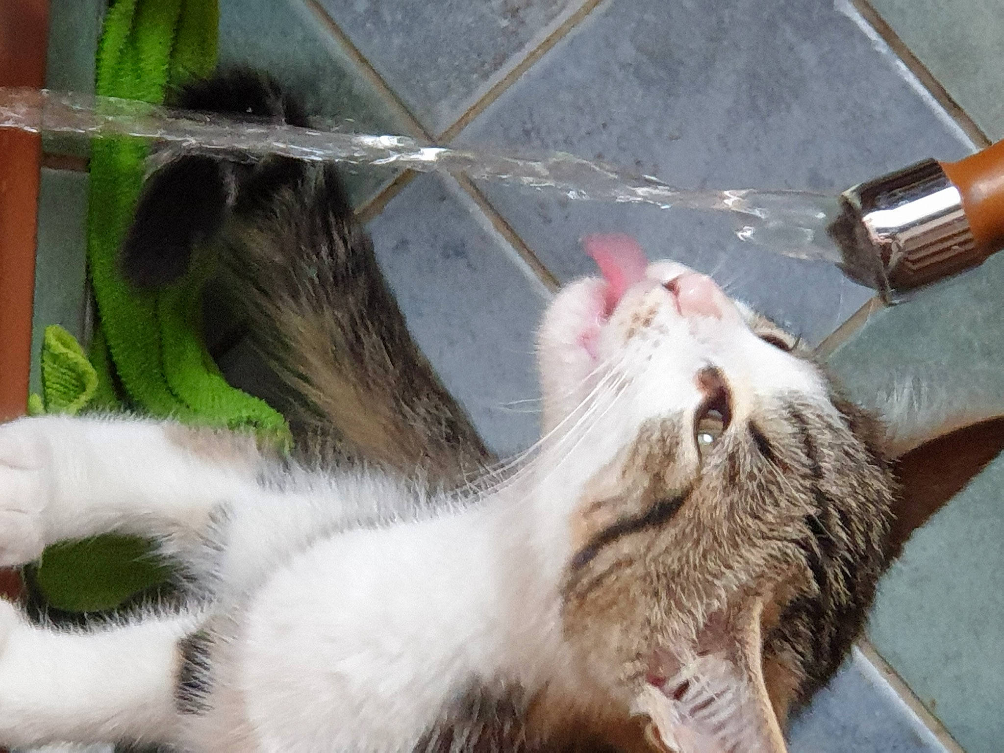 Pepette participe au concours pour gagner de l'argent avec cette photo : aegean_cat, carnivore, cat, claw, domestic_short_haired_cat, european_shorthair, felidae, fur, kitten, organism, polydactyl_cat, small_to_medium_sized_cats, snout, tail, turkish_van, whiskers