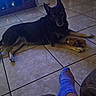 animal, black_dog, blue_sock, collar, dog, fan, furniture, german_shepherd, home, human_leg, indoor, large_dog, living_room, lying_down, pet, portrait, tan_markings, television, tile_floor, upright_ears